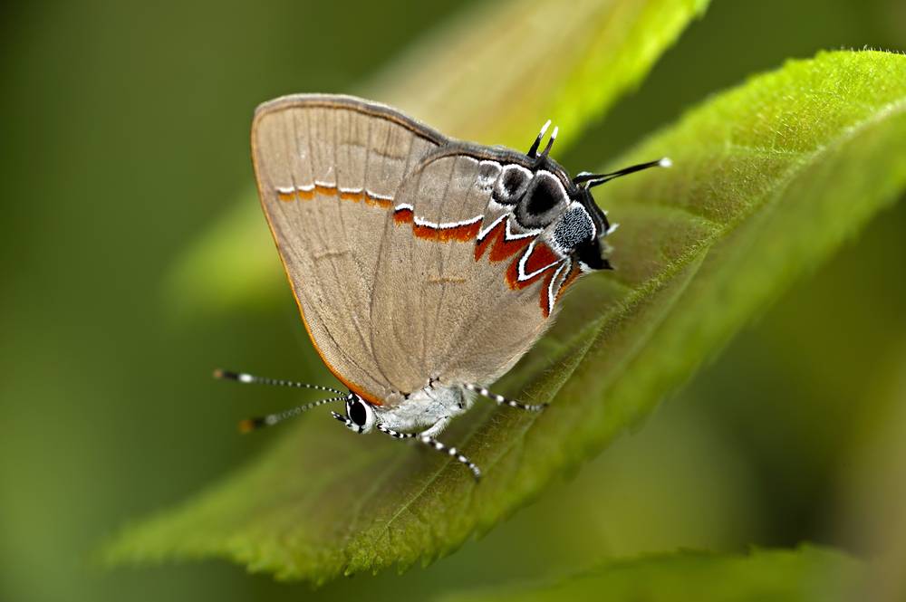 Grey Hairstreak